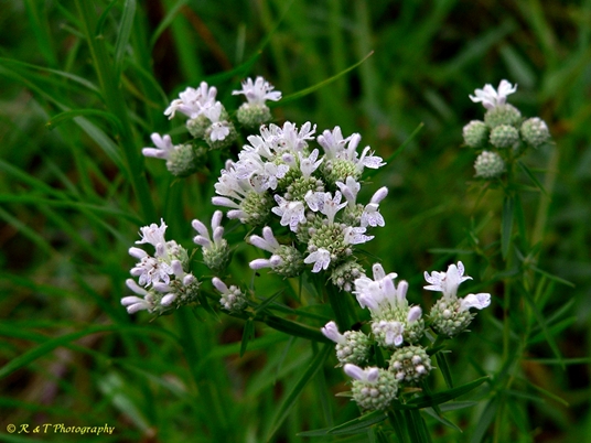 {Pycnanthemum tenuifolium}